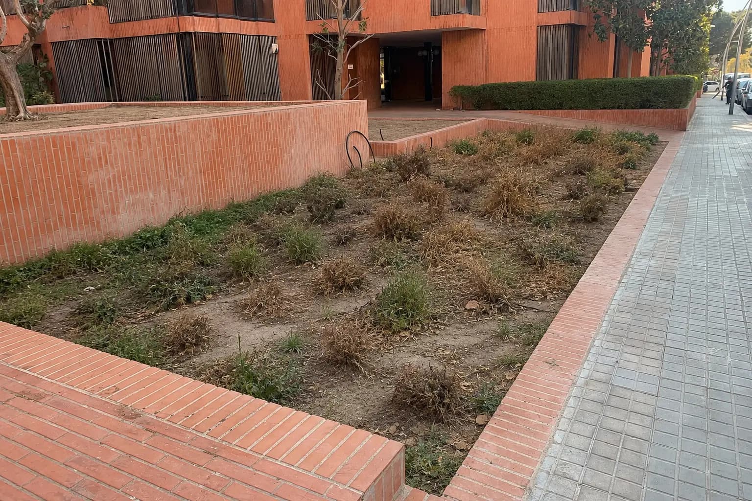 Arbolado recién implantado durante la renovación de un acceso comunitario