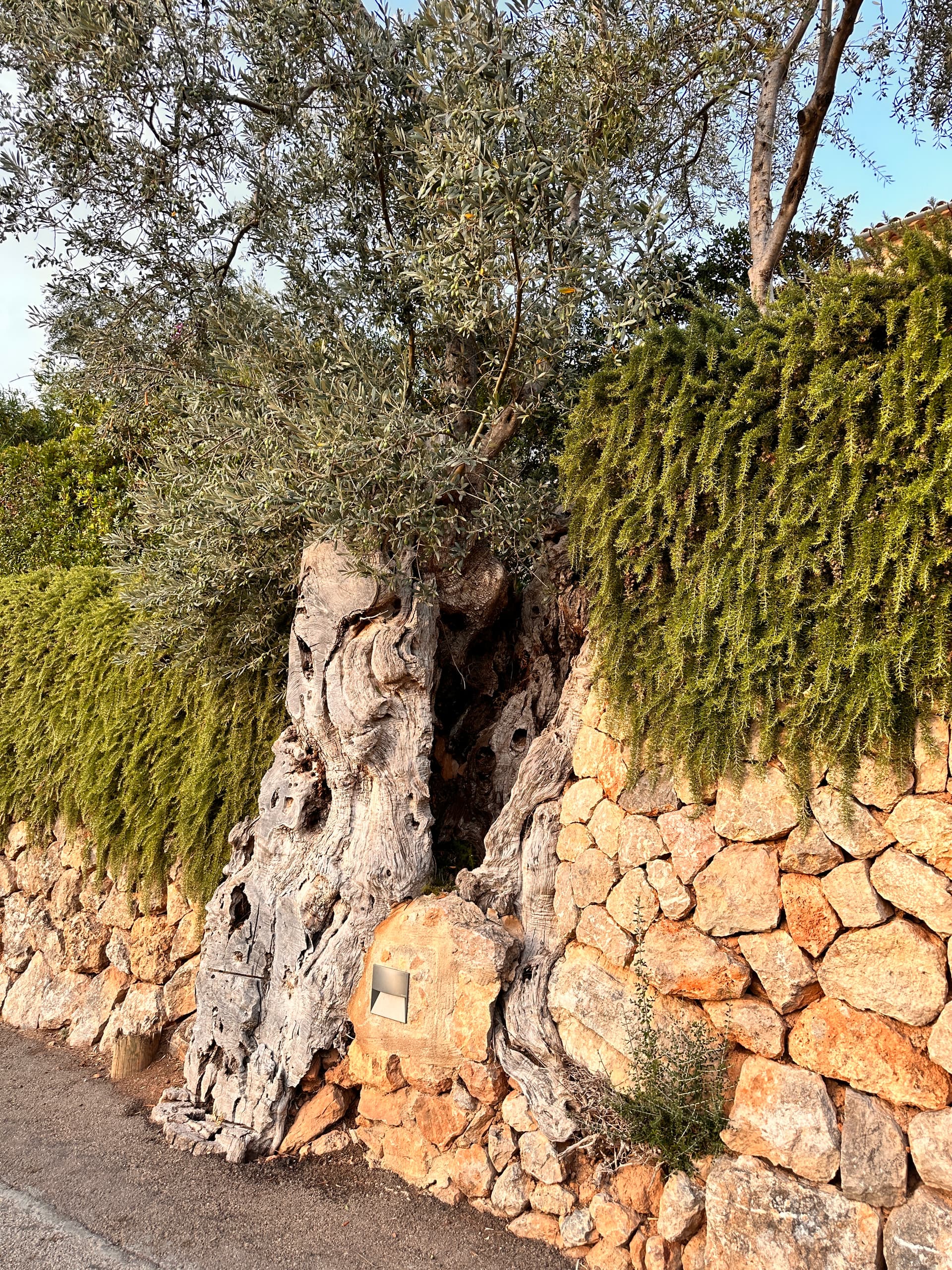 Composición mediterránea de olivo, piedra natural y vegetación
