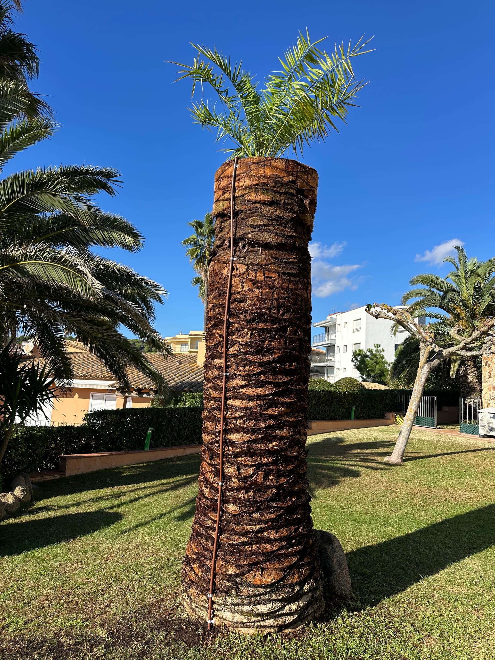 Cepillado y saneamiento del tronco de una palmera