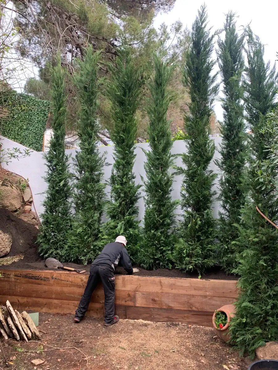 Profesional realizando una plantación de cipreses en un jardín