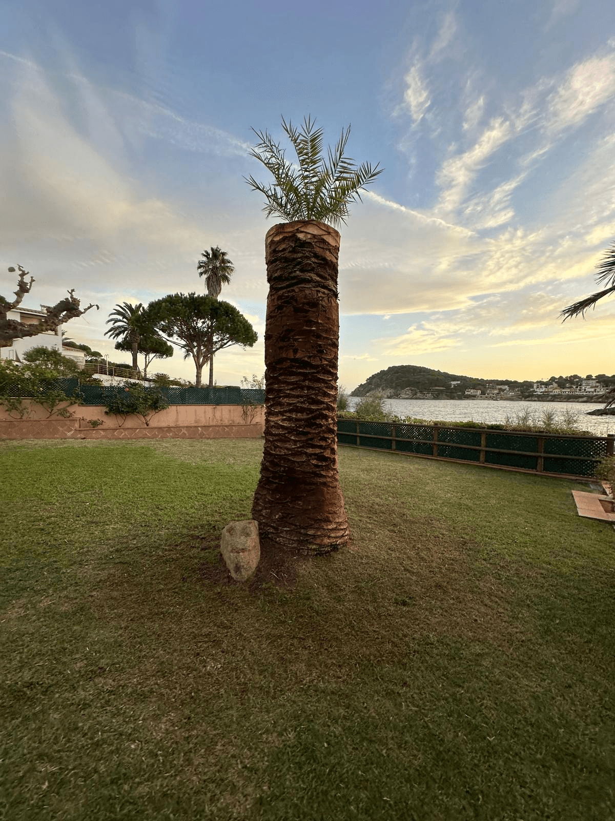 Resultado final de una palmera después del cepillado del tronco