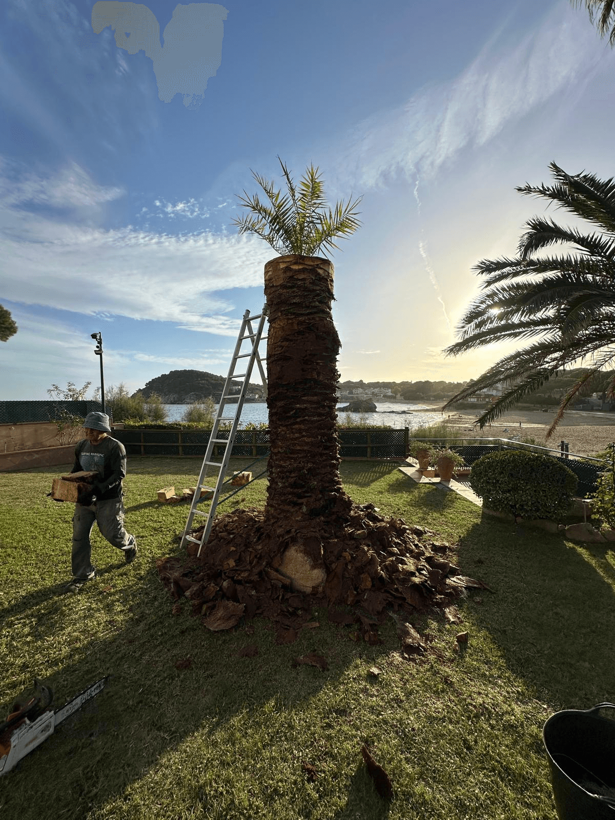 Trabajo de cepillado y saneamiento de una palmera junto al mar
