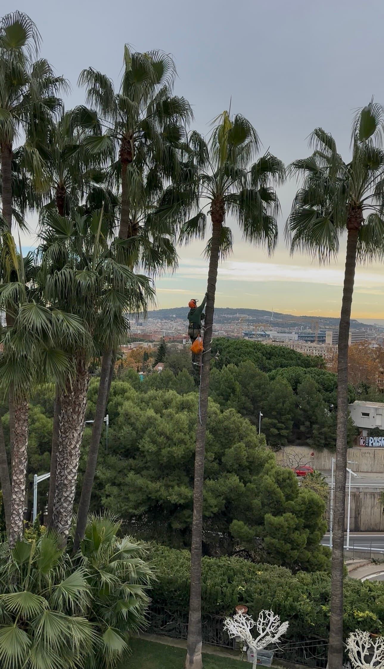 Operario trabajando en poda en altura sobre palmeras